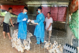 Ngăn chặn, xử lý việc buôn bán thuốc, vaccine thú y không rõ nguồn gốc 