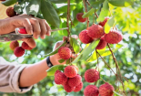 Chất lượng vải thiều năm nay cao hơn mọi năm