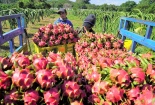 Hỗ trợ doanh nghiệp áp dụng truy xuất nguồn gốc cho trái thanh long
