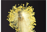 Tử vong do ăn mối rang bị nhiễm nấm Aspergillus fumigatus