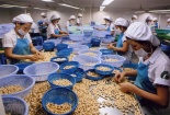 Chất lượng là 'chìa khóa' giúp ngành điều nâng cao năng lực cạnh tranh