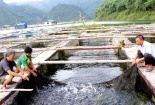 Nuôi trồng thủy sản trên hồ chứa- Phát huy tiềm năng tự nhiên, tạo sinh kế cho đồng bào 
