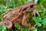Hai người tử vong nghi do ăn da, trứng cóc