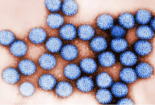 Virus tồn tại trong nước ngọt bằng cách bám trên nhựa