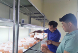 Cao Bằng trồng thành công nấm dược liệu Đông trùng hạ thảo nhờ chuyển giao công nghệ