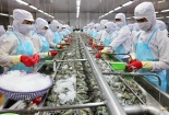 Tôm Việt Nam nhập khẩu vào Úc chậm được kiểm dịch