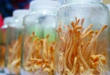 Chuyên gia khuyến cáo: Đông trùng hạ thảo nuôi cấy đơn giản tiềm ẩn hóa chất độc hại