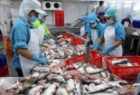 Xuất khẩu cá tra sang EU – những tín hiệu lạc quan 