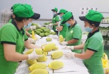 Cấp mã số vùng trồng - tiêu chí quan trọng giúp nông sản đủ tiêu chuẩn xuất khẩu