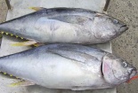 Những thực phẩm có thể ảnh hưởng tới nguồn sữa, bà mẹ bỉm sữa cần tránh
