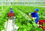 Chuyển đổi số - Thúc đẩy tăng năng suất nông nghiệp tỉnh Lào Cai