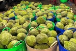 Sầu riêng tươi Việt Nam được xuất khẩu chính ngạch sang thị trường Trung Quốc