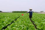Tập trung xây dựng mã số vùng trồng rau để kiểm soát chất lượng, truy xuất nguồn gốc