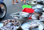 Tránh xa những loại cá này dù bán rẻ, cách phân biệt và lựa chọn cá tươi ngon