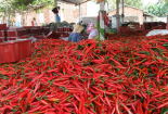 Ớt tươi nhập khẩu từ Trung Quốc bị phát hiện tồn dư hóa chất diệt côn trùng 