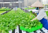 Tiêu chuẩn nông nghiệp hữu cơ - thúc đẩy nông nghiệp tuần hoàn và sử dụng năng lượng xanh