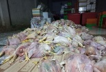 Thu giữ 2,2 tấn gà chết, bốc mùi hôi thối chuẩn bị đem ra thị trường để bán