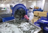 Nhật Bản chính thức kiểm soát IUU với thủy sản Việt Nam