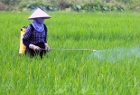 Sử dụng thuốc bảo vệ thực vật có trách nhiệm, an toàn và hiệu quả, hướng đến hệ thống thực phẩm bền vững 