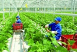 Phát triển nông nghiệp hữu cơ: Cần tập trung sản xuất sản phẩm đạt chuẩn