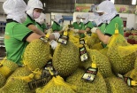 Áp dụng tiêu chuẩn HACCP tạo điều kiện thuận lợi giúp doanh nghiệp xuất khẩu sang Trung Quốc