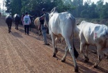 Ngăn chặn trâu, bò vận chuyển, buôn bán trái phép qua biên giới 