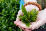 Trà xanh, rượu vang đỏ có thể ức chế mảng bám độc hại trong não hiệu quả