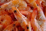Chuyên gia chỉ ra lý do không nên ăn đầu tôm