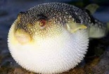 Suýt mất mạng do ngộ độc chất tetrodotoxin sau khi ăn phải gan cá nóc