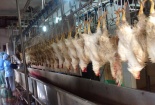 Hà Nội kiểm soát nguồn gốc thực phẩm từ chăn nuôi, giám sát chất lượng các sản phẩm OCOP