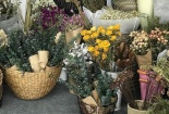 Mua hoa khô trưng Tết, thận trọng rước họa vào thân 