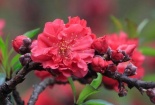Đào Thất thốn - loại đào xa xỉ bậc nhất chào đón Tết, đáp ứng nhu cầu người dùng