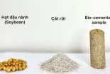Chế tạo ra xi măng sinh học từ hạt đậu nành