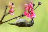 Bà Nà 'hóa' vườn hoa khổng lồ vào mùa xuân