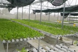 Ngành nông nghiệp đặt mục tiêu có 200 doanh nghiệp nông nghiệp công nghệ cao năm 2030