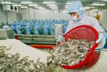 Xuất khẩu tôm đạt 141 triệu USD trong tháng đầu năm