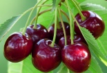 Cherry siêu rẻ ngập chợ mạng, cách phân biệt chuẩn nhất theo từng quốc gia nhập khẩu