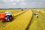 Tích tụ tập trung ruộng đất - Xu thế tất yếu phát triển nền nông nghiệp hàng hóa