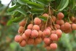 Triển khai kế hoạch tiêu thụ vải thiều năm 2023