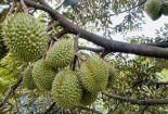 Sầu riêng Ri6 của Việt Nam chinh phục thị trường Anh