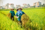 Syngenta và FMC: Thương mại hóa công nghệ đột phá, thay đổi phương thức kiểm soát cỏ dại trên lúa 