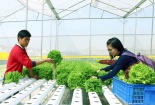 Lâm Đồng vận hành chuỗi rau, củ, quả có truy xuất nguồn gốc