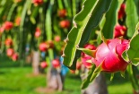 EU thay đổi phương thức kiểm soát một số thực phẩm nhập khẩu từ Việt Nam 