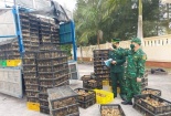 Tăng cường kiểm soát hành vi buôn bán, vận chuyển trái phép gia cầm qua biên giới vào Việt Nam