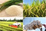 Ấn Độ cấm xuất khẩu gạo, Bộ Công Thương khuyến nghị đảm bảo cân đối xuất khẩu và tiêu dùng nội địa
