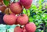 Bắc Giang: Tổng giá trị doanh thu từ vải thiều ước đạt hơn 6.800 tỷ đồng