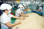 Nghiên cứu và xây dựng các tiêu chuẩn, quy chuẩn kỹ thuật chuyên ngành cho hạt điều