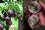 Cảnh báo: Ngộ độc thực phẩm có trong quả hồng châu
