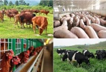 Bãi bỏ 6 Thông tư về quy chuẩn kỹ thuật quốc gia trong lĩnh vực chăn nuôi