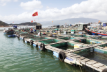 Kiên quyết thực hiện biện pháp chống khai thác thủy sản bất hợp pháp để phát triển bền vững